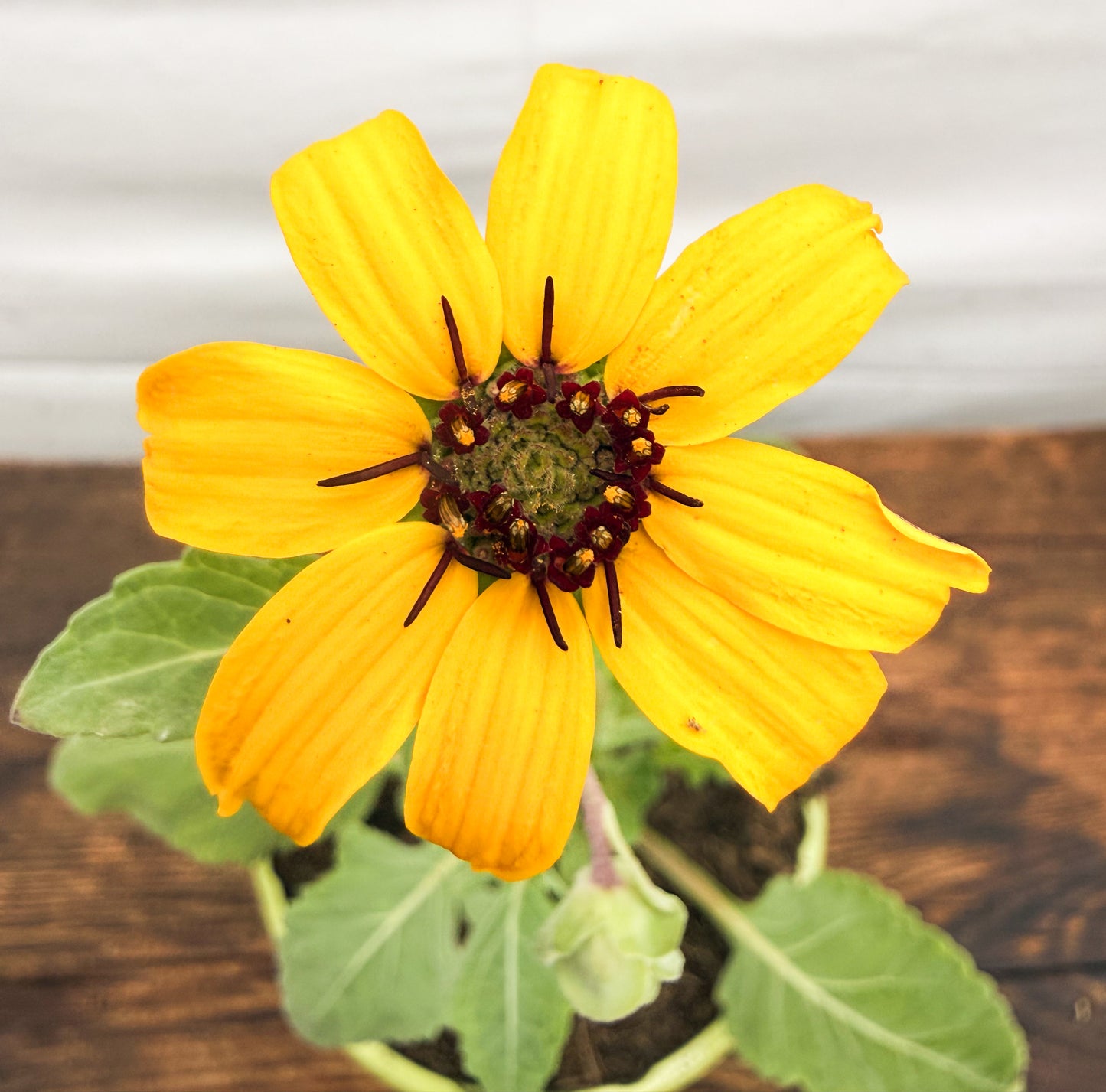 Schokoladen Blume