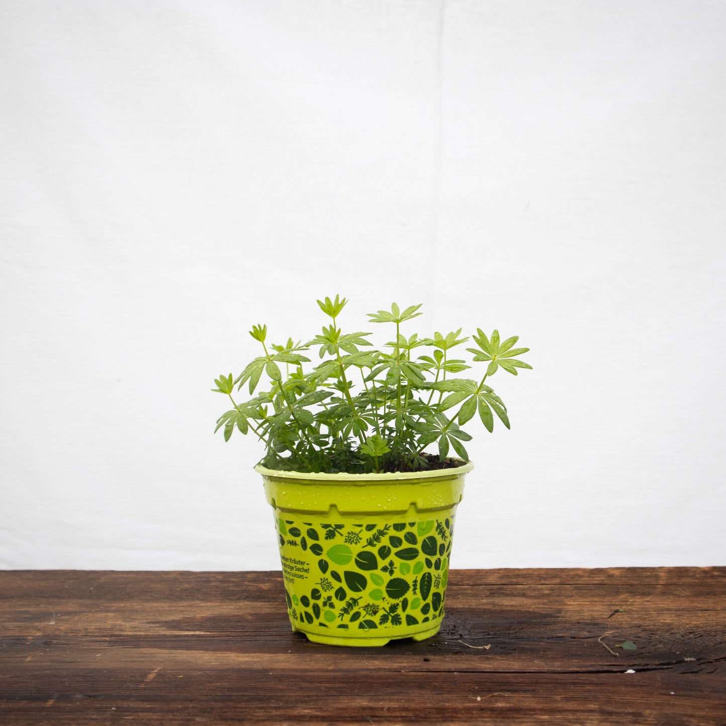 Waldmeister