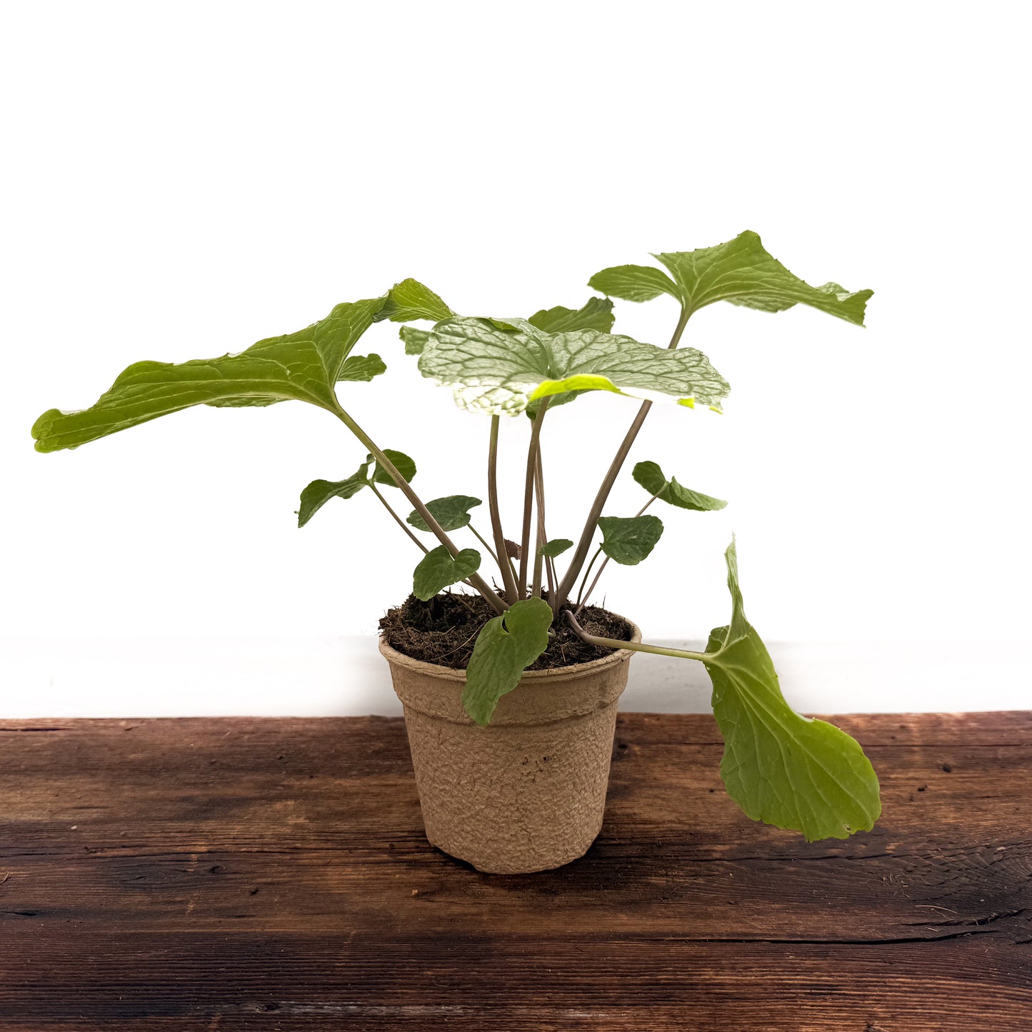 Wasabi