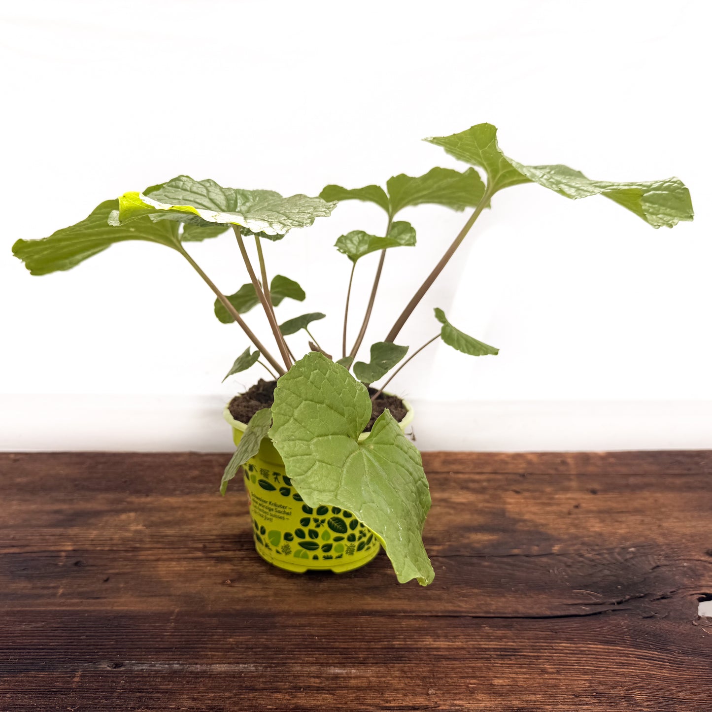 Wasabi