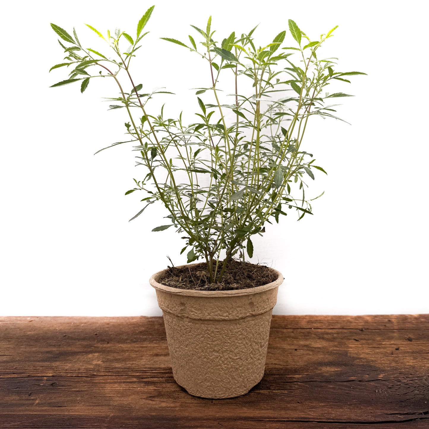 Zitronen Tagetes