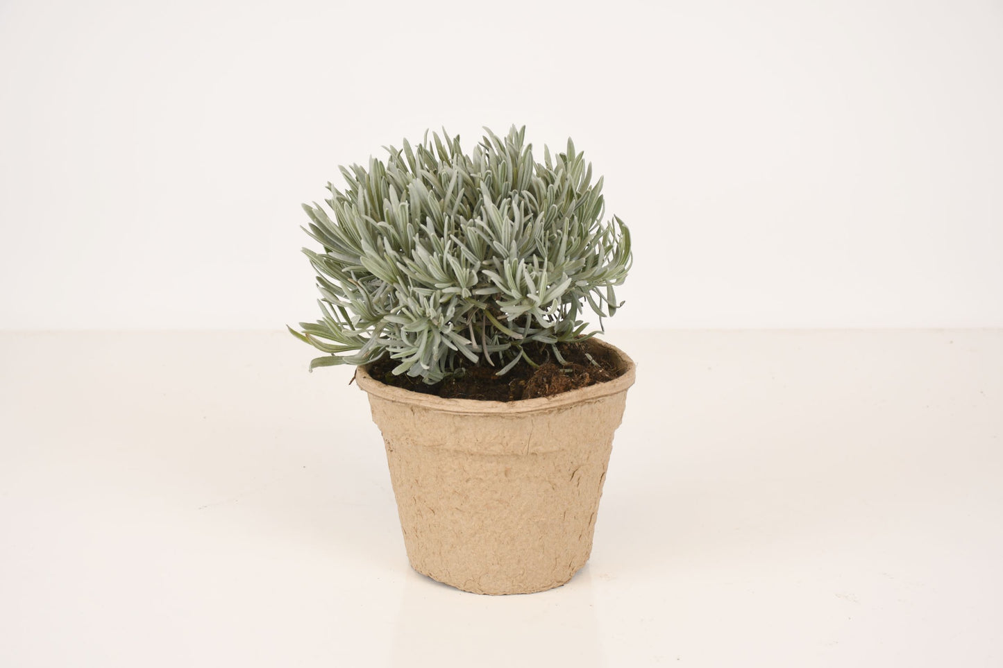 Lavendel