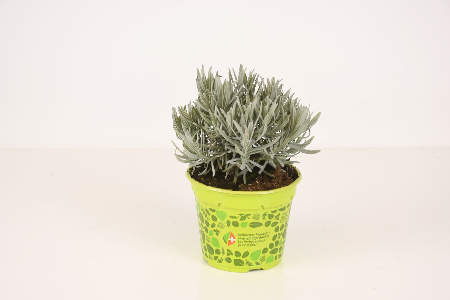 Lavendel