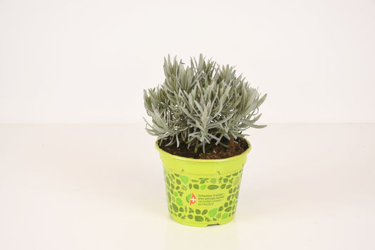 Lavendel