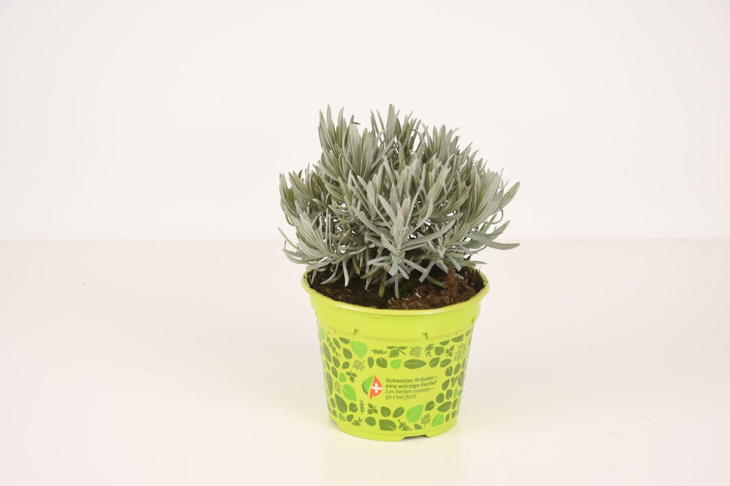 Lavendel