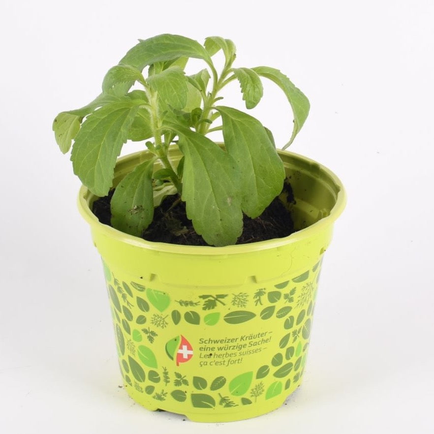 Stevia