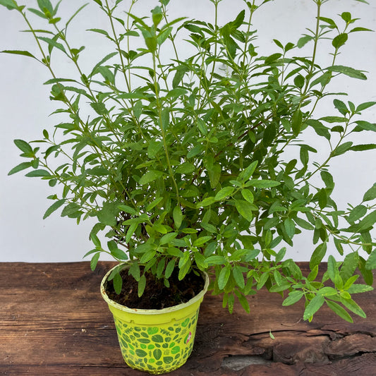 Gewürz Tagetes