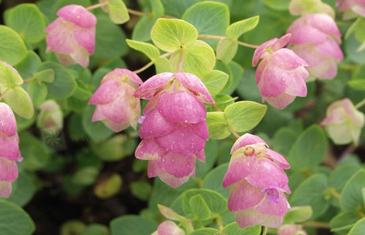 Oregano Hopfenblüte
