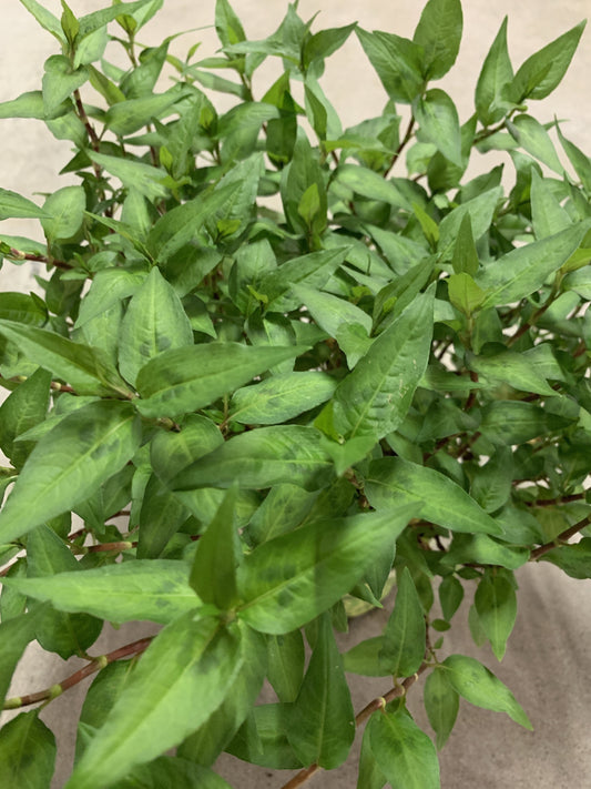 Vietnamesischer Koriander