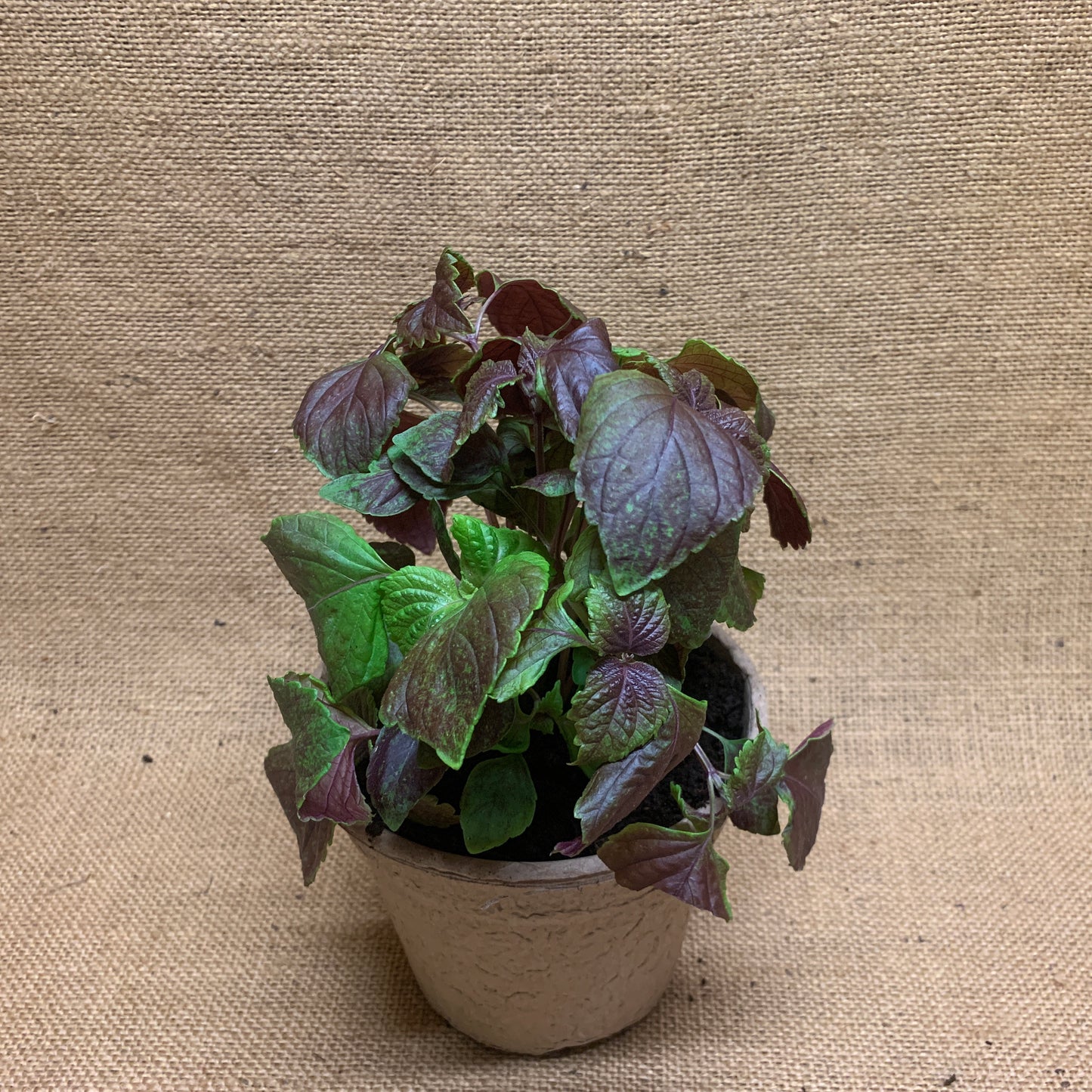 Roter Perilla Shiso