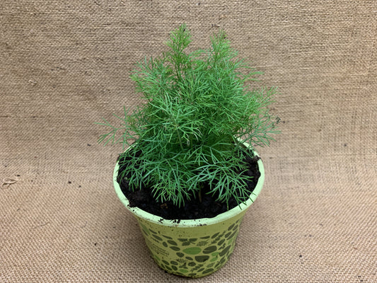 Dill